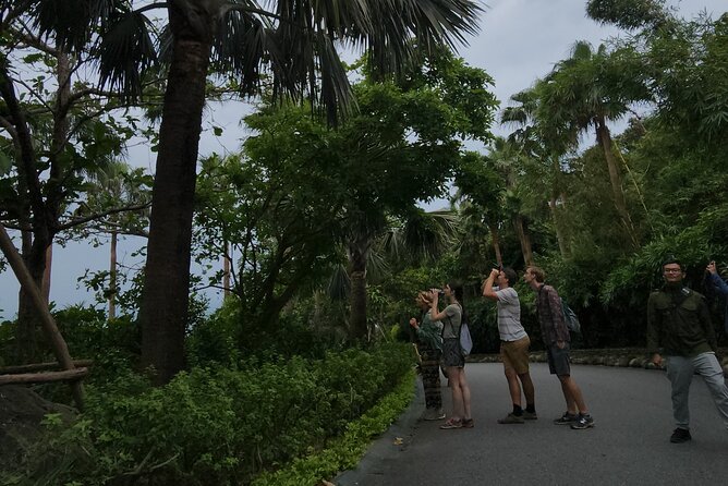 Endangered Monkeys Watching - Red Shanked Douc Langurs - Where you look: Monkey Mountain, hidden spots, and a secret beach feel