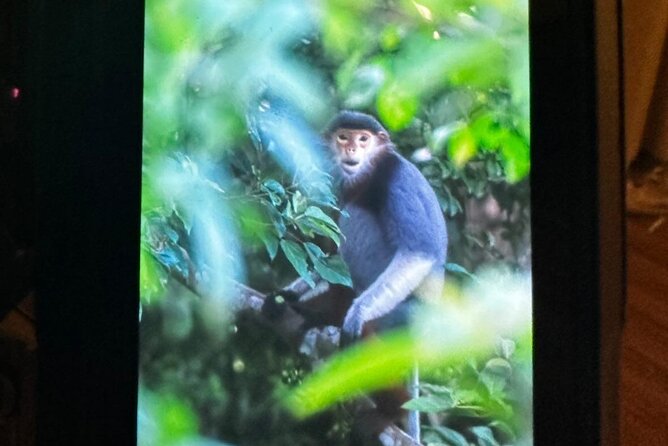Endangered Monkeys Watching - Red Shanked Douc Langurs - Guides like Cillian, Bin, Bao, and Thanh: what they add to your day