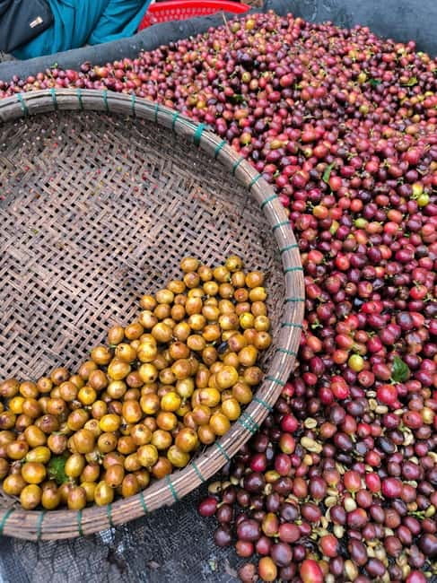 Experience specialty coffee with sustainable coffee farmers - Key points before you go