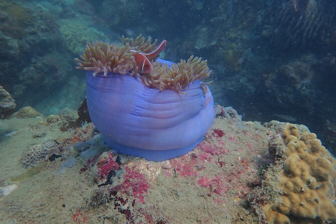 Explore Nha Trang Bay: Half-Day Snorkeling Adventure Tour - Why this Nha Trang Bay snorkeling tour feels easier than going solo