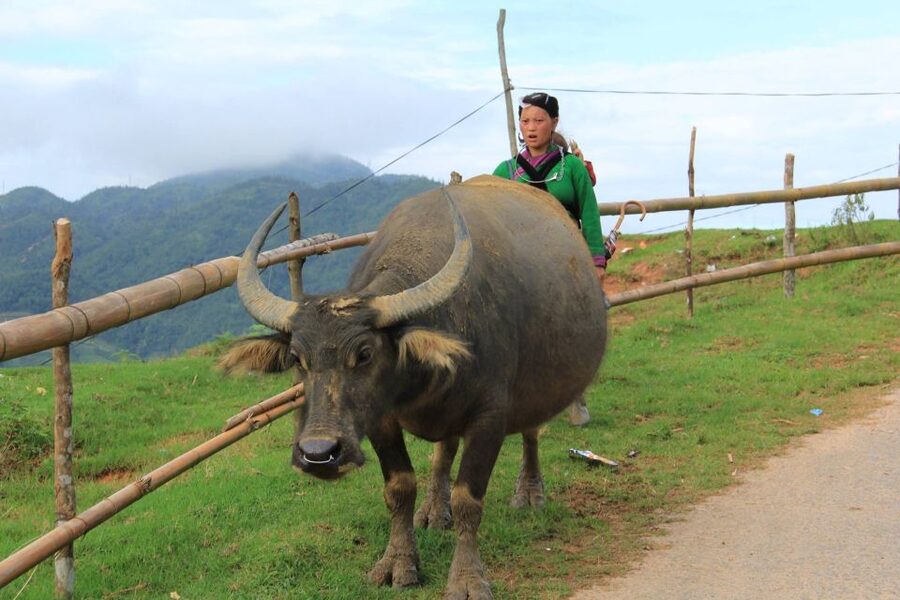 From Hanoi: 2-Day Sapa Cultural Exchange Tour with Homestay - Day 2 trek: bamboo forest, Giang Ta Chai, and the red Dzao view