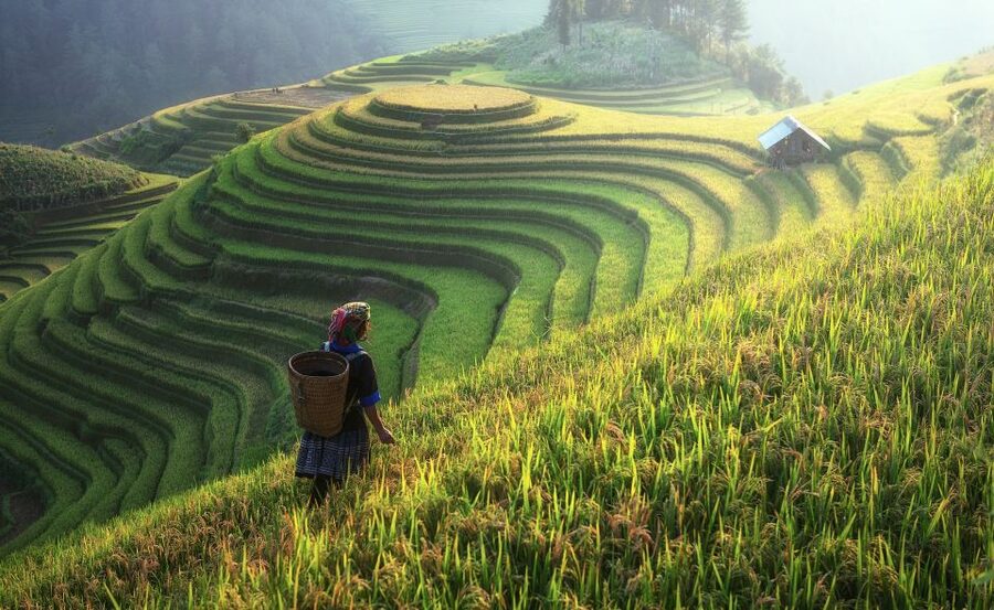 From Hanoi: Explore Sapa 2-Day Tour - Day 2: Muong Hoa Stream, Lao Chai Rice Terraces, and Ta Van Dzao Village