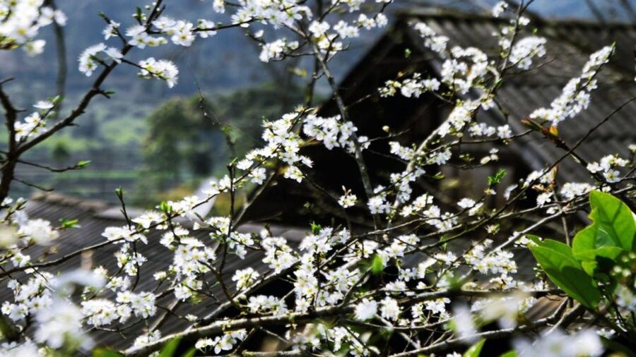 From Hanoi: Sapa 3-Day Medium Trek and Limousine Trip - Weather and Altitude: How to Pack for Sapa’s Mood Swings