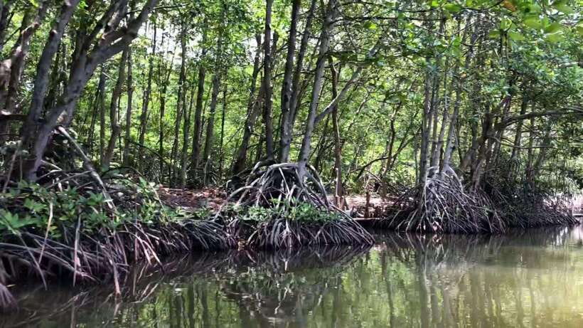 From Ho Chi Minh: Can Gio Mangrove & Monkey Island Day Trip - What to Bring (So You Stay Comfortable All Day)