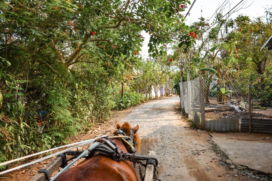From Ho Chi Minh: Mekong Delta Private Day Tour - Horse-Drawn Village Carriage Ride, then Vinh Trang Pagoda