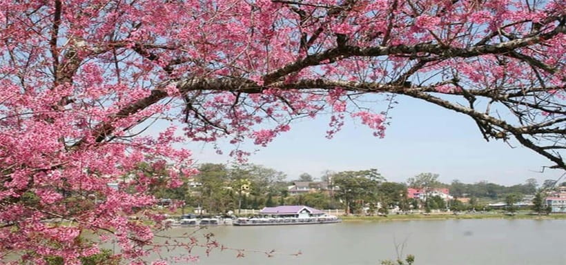 From Nha Trang: Best Seller Top Site Luxury Da Lat City Trip - Key highlights that make this Da Lat trip worth it