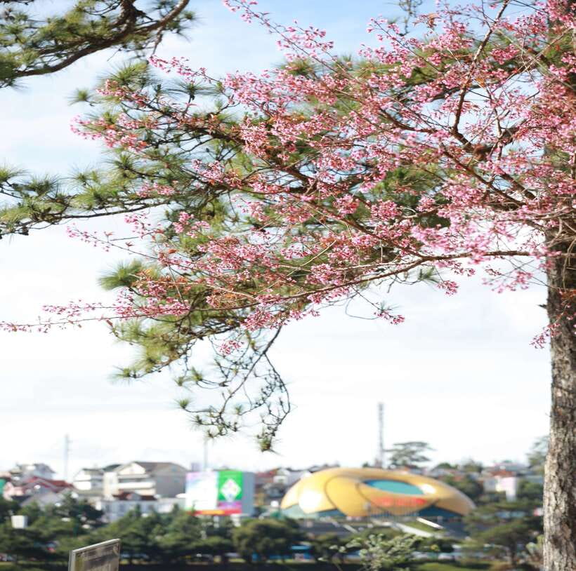From Nha Trang: Day Trip to DaLat with Lunch - Why Da Lat feels different right away