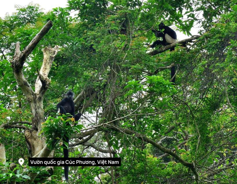 From Ninh Binh Small Group Discover Cuc Phuong National Park - Key highlights you’ll feel on the day