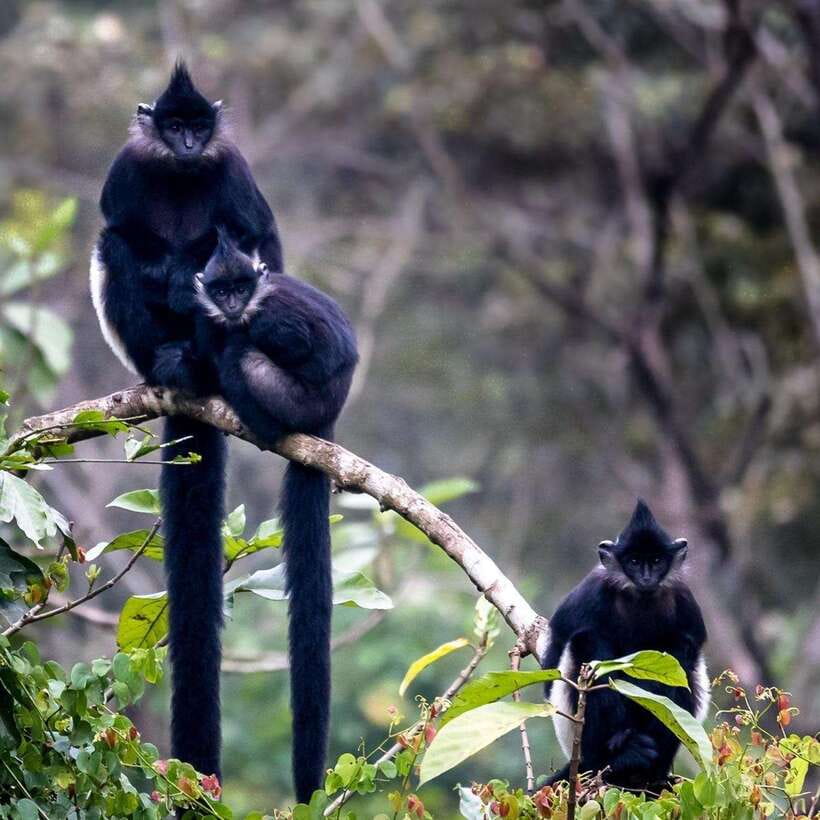 From Ninh Binh Small Group Discover Cuc Phuong National Park - The Primate Rescue Center stop: why it deserves your attention