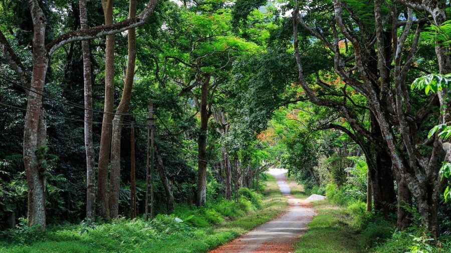 From Ninh Binh: Visit Cuc Phuong National Park - Van Long - Lunch inside the park area at 12:30, then 20 km into primary forest