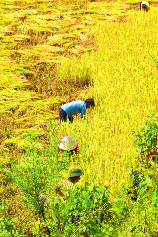 From Sapa: Waterfalls, Trekking and Tribal Villages Tour - Ban Khoan to the tribal trails: Rice paddies, corn fields, and steady climbing