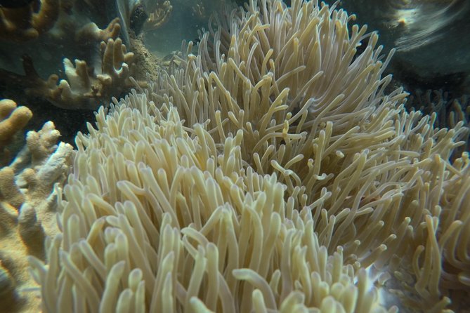 Full-day Cham Islands Cruise from Hoi An with Underwater Walking Excursion - Swimming and Snorkeling Time: Making It Worth the Trip