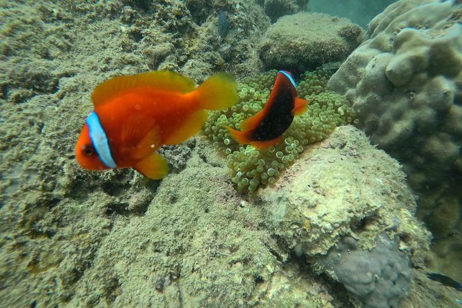 Full-day Cham Islands Cruise from Hoi An with Underwater Walking Excursion - Price and Value: Is $68 a Good Deal?