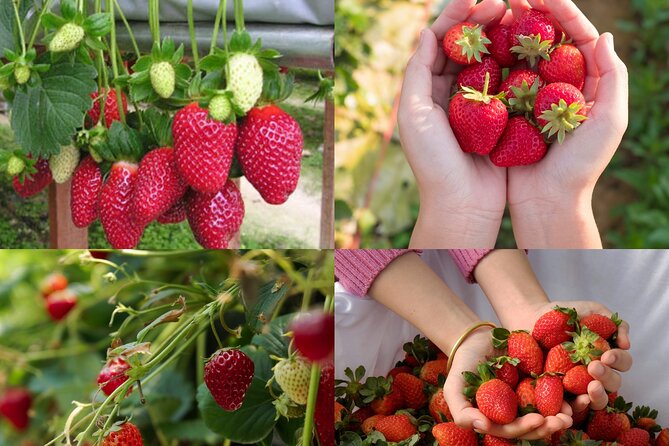 Full-Day Highlight of Da Lat –The famous tourist attractions 2025 - Hydroponics and flower gardens at Puppy Farm: high-tech strawberries and cactus time