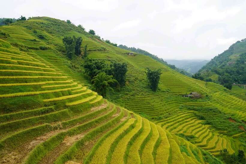 Half Day Sapa Trekking to Visit Lao Chai - Ta Van - Bản Ý Linh Hồ: your first viewpoint and culture context