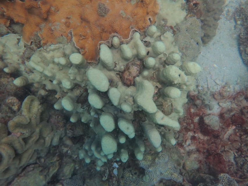 Half-Day Snorkeling trip in Nha Trang with Vietnam Active - Who this tour suits best in Nha Trang