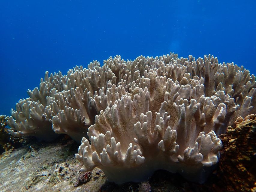Half-Day Snorkeling trip in Nha Trang with Vietnam Active - The 6-hour flow: how the day usually moves