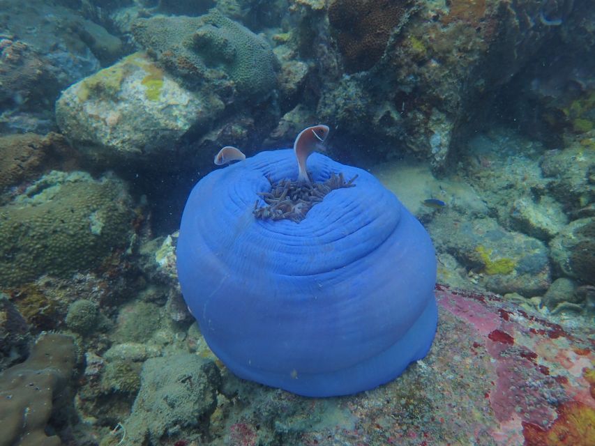 Half-Day Snorkeling trip in Nha Trang with Vietnam Active - Guides and language support: what to expect on board