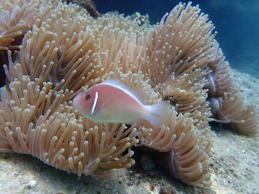 Half-Day Snorkeling trip in Nha Trang with Vietnam Active - Pickup and drop-off: the easy part of the day