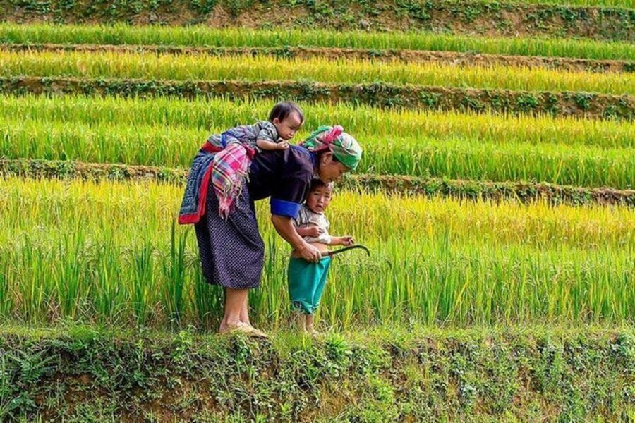 Hanoi: 2-Day Sa Pa Guided Village & Homestay Trekking Tour - Why This 2-Day Hanoi to Sapa Trek Feels Like the Real Deal