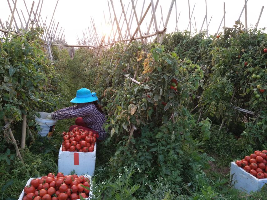 Hanoi Farm Tour and Cooking Class with Local Family - How the Hanoi Village Day Starts (and Why 18 km Matters)