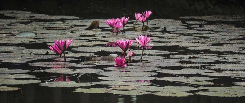 Hanoi: Ninh Binh, Tam Coc, Mua Cave & Hoa Lu with cycling - Should you book it?