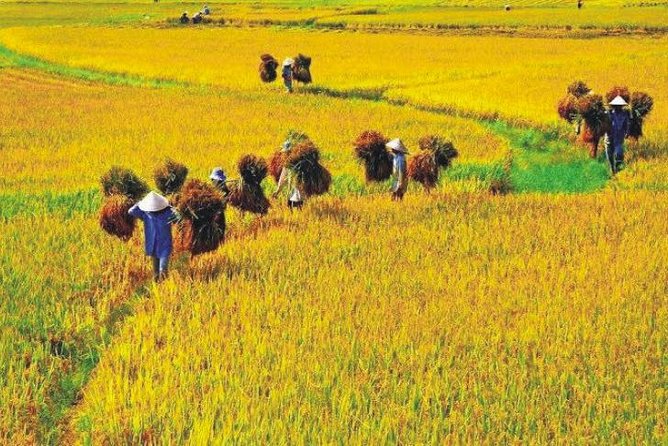 Hanoi Vespa Countryside Tour With Female Ao Dai Riders Half Day - Farming lanes, banana island vibes, and local life you can see from the road