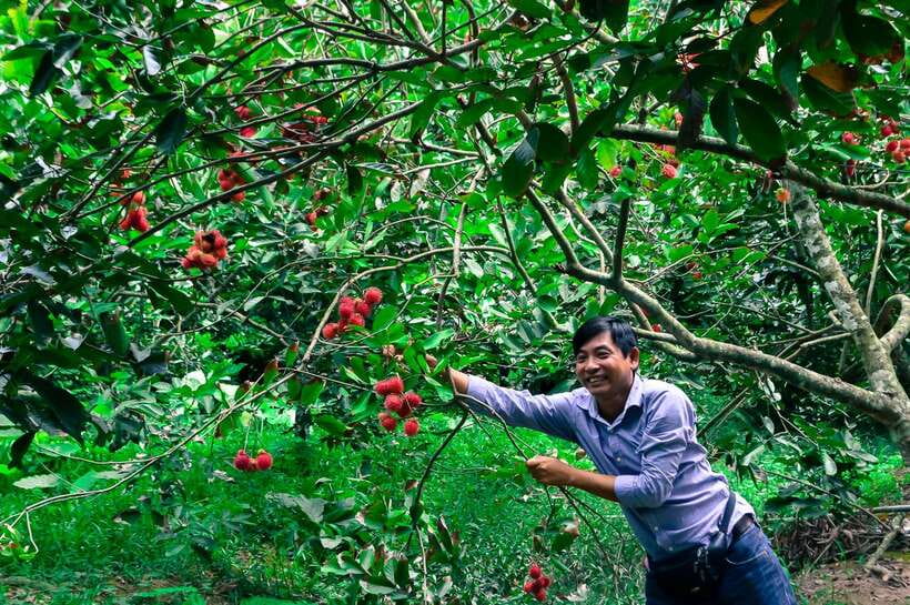 Ho Chi Minh City: Mekong Delta Tour with Sampan Journey - Unicorn Islet village stroll, fruit tasting, honey tea, and folk music