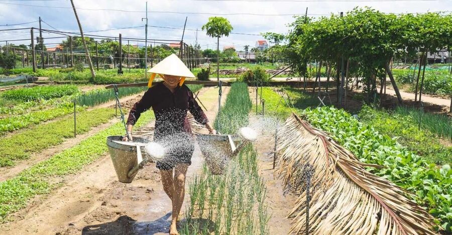 Hoi An: Authentic Cooking class in organic Herb Village - From Hoi An pickup to a market full of everyday herbs