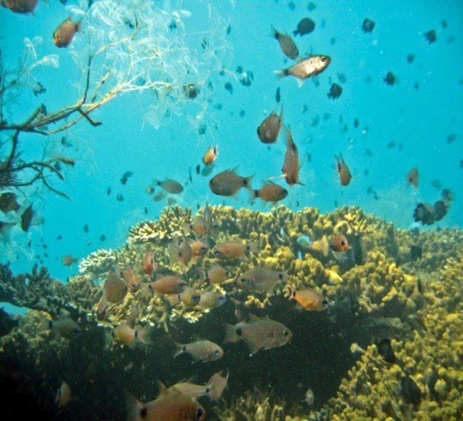 Hoi An: Cham Islands Snorkeling Trip by Speedboat with Lunch - Cham Islands sightseeing: Biosphere Reserve, Champa well, Hai Tang Pagoda, and market time
