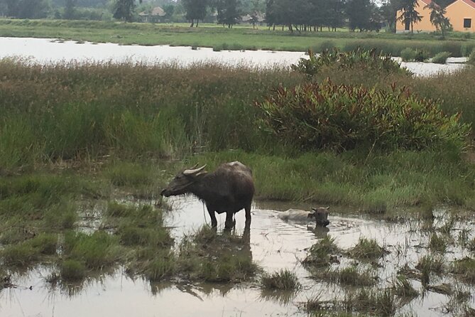 Hoi An countryside biking tour, water buffalo+ basket boat ride - Hoi An Countryside on Two Wheels, Then Straight Into Animal Life