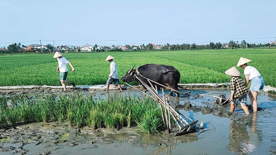 Hoi An: Countryside by Cycling, Buffalo Riding & Do Farming - Cam Thanh coconut village: basket boats on calm waterways