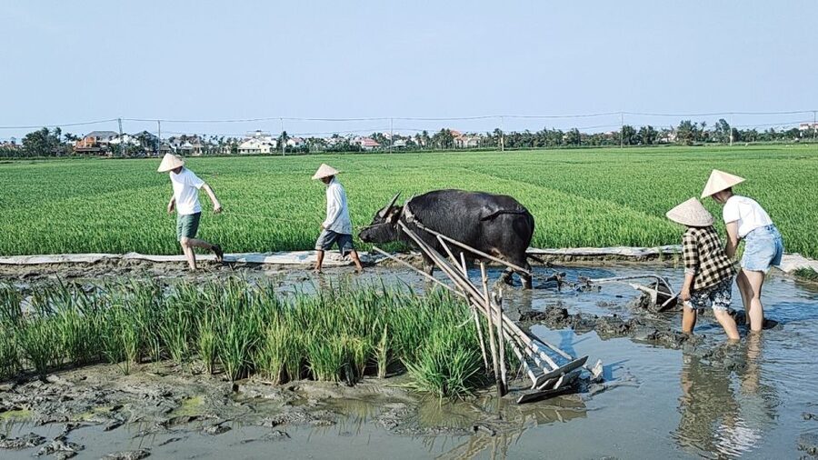 Hoi An: Countryside by Cycling, Buffalo Riding & Do Farming - Price and value: why $34 for 5 hours makes sense