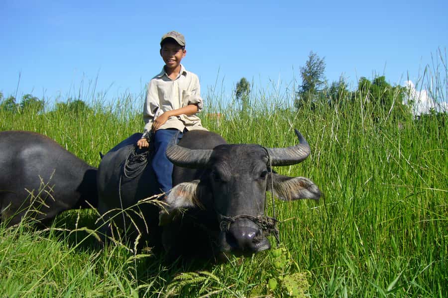 Hoi An Countryside: Guided Morning or Afternoon Bicycle Tour - Ferries, floating bridges, and why you should pay attention