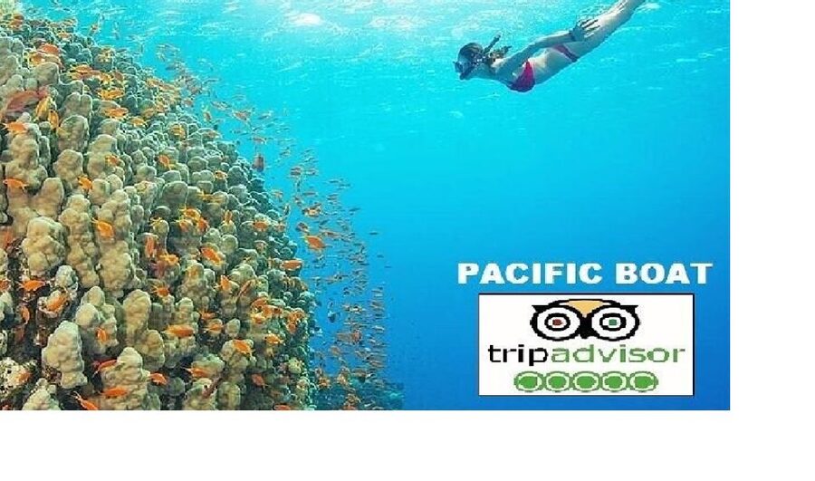 Hoi An/Da Nang: Snorkelling & Island-Hopping Speedboat Tour - Snorkel Stop One: Dai Island Soft Coral And Colorful Fish