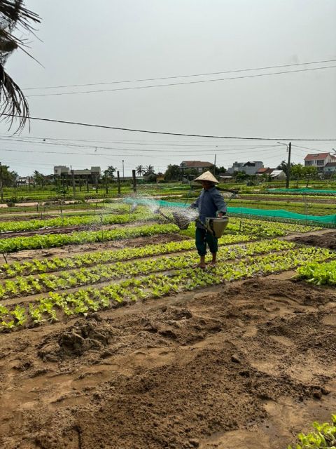 Hoi An Eco Bicycle Tour and Basket Boat Ride - The Lunch or Dinner: Home-Style Vietnamese Food (With a Vegetarian Option)