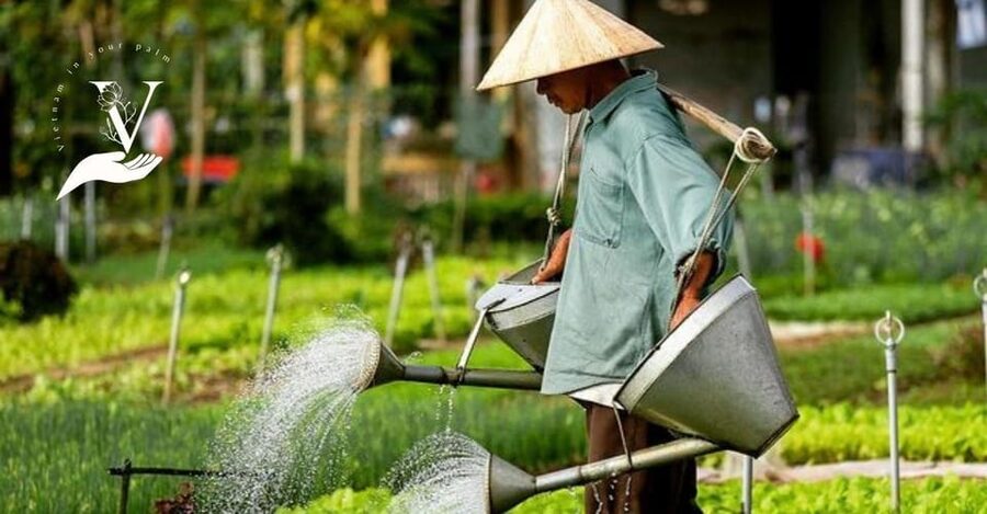 Hoi An Food Tour - Street Eats And Hoi An Hidden Gems - The 130-Year Rice-Flour Cake, and the Story Behind It
