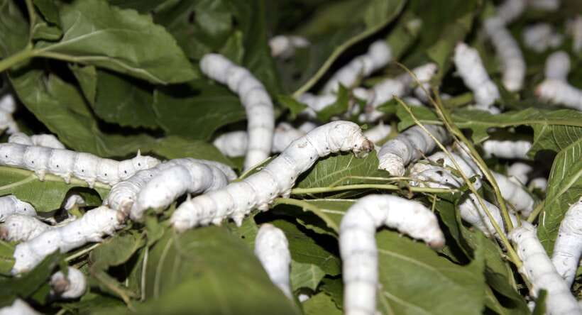 Hoi An: Half-day Silk Weaving Discovery Tour - Mulberry Gardens and Silkworm Raising Houses: Feeding Lessons That Stick