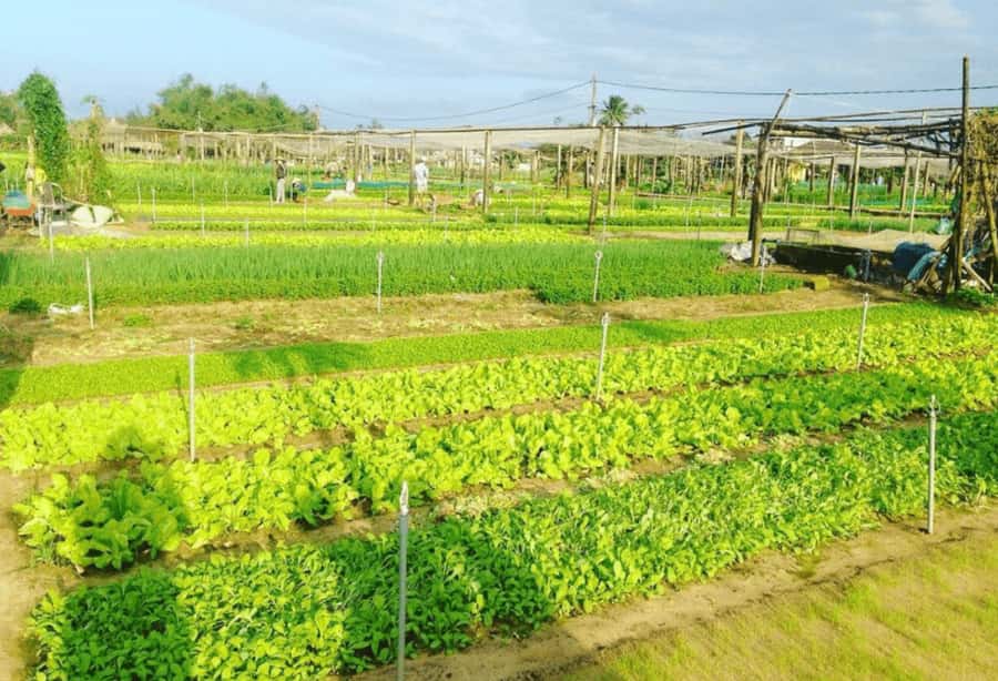 Hoi An: Tra Que Herb Village Cooking Class - Who should book this cooking class, and who might skip it