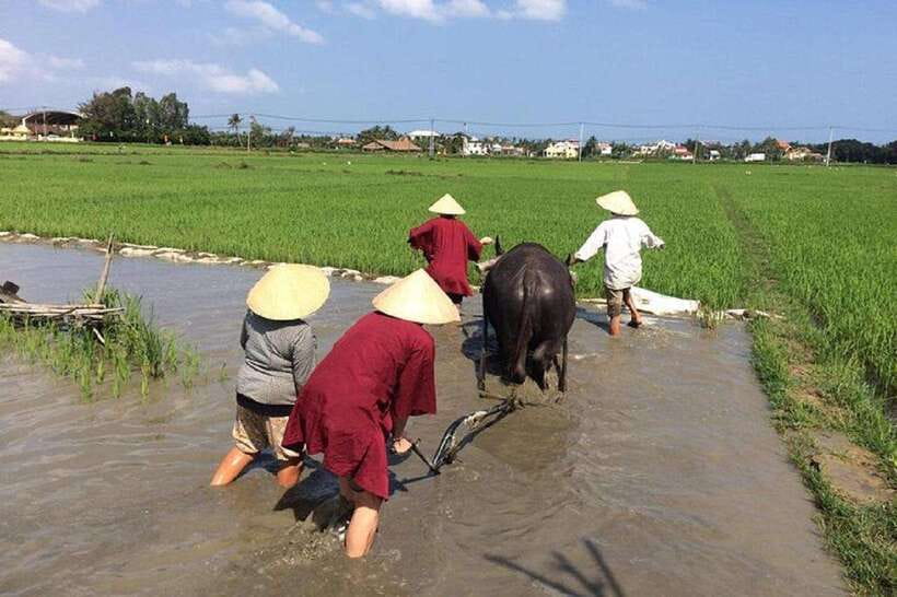 Hoi An Wet Rice Farming Tour-Basket Boat Tour Fishing-Lunch - Getting to Cam Thanh Village, and how the timing really works