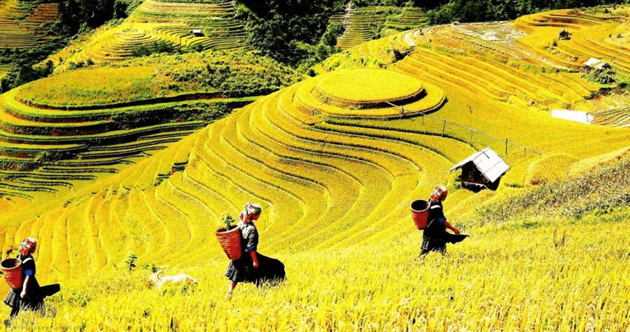 Journey Through Sapa Terraces & Traditions - Bamboo Forest Ascent and Hoang Lien Son Mountain Views That Actually Matter
