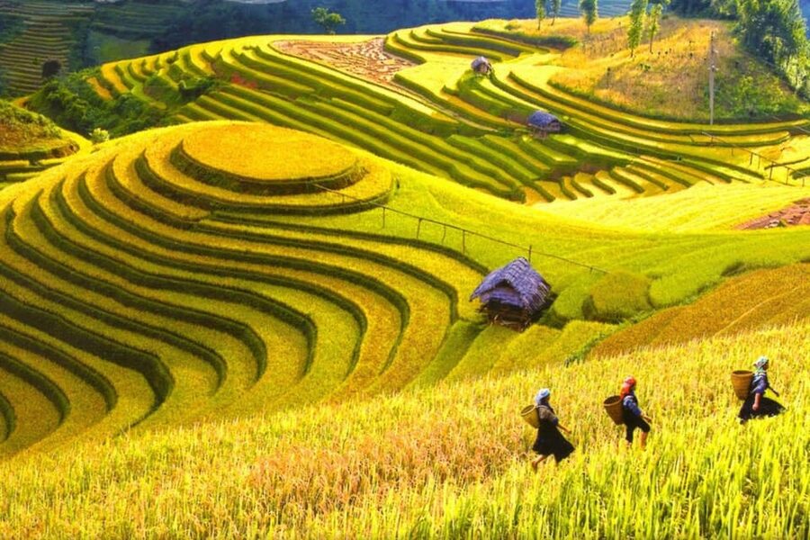 Journey Through Sapa Terraces & Traditions - Lao Chải and Tả Van: Black Hmong and Giay Encounters