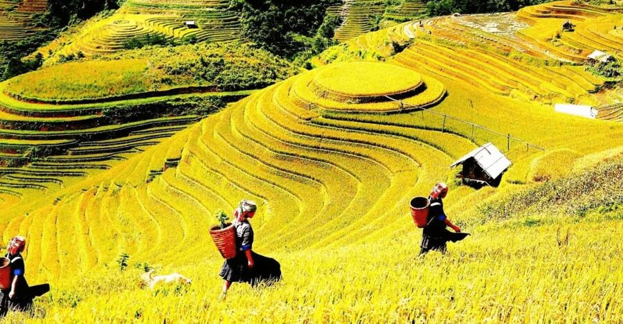 Journey Through Sapa Terraces & Traditions - Price, What’s Included, and Who This Small-Group Tour Fits