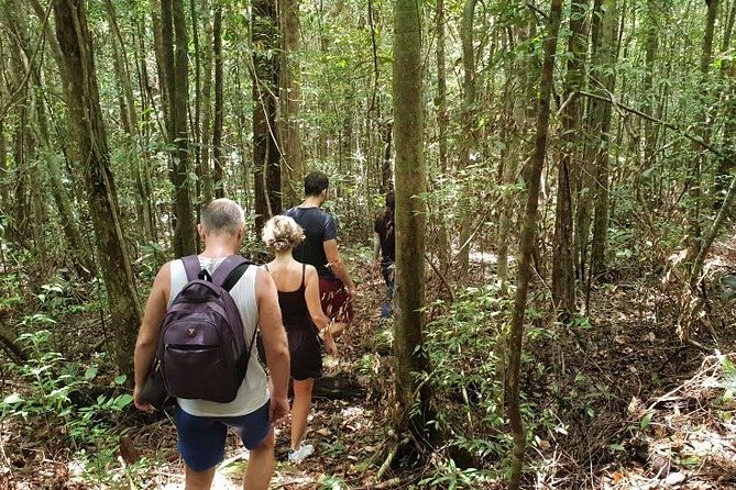 Land Tour 2: Discover the North - Kayaking & Starfish beach Phu Quoc (Not Lunch) - Stop 1: Phu Quoc National Park forest trail among 100-year-old trees