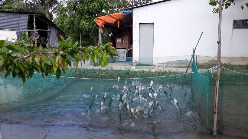 Mekong Day Tour by Car:Cai Be market, Local Island & Cycling - Price of $125: what you are actually paying for