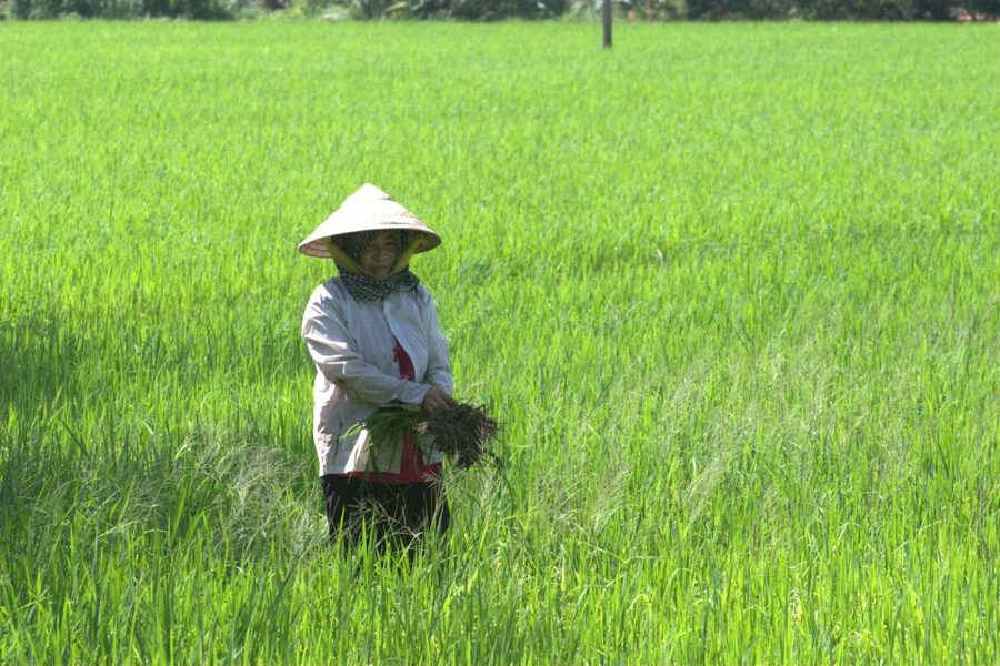 Mekong Delta Private Tour from Ho Chi Minh City - My Tho and the Mekong River Cruise, Tortoise Islet to Unicorn Islet