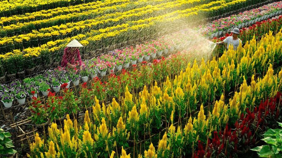 Mekong Delta Tour 2-Day (SaDec – Can Tho - My Tho - Ben Tre) - Quick hits