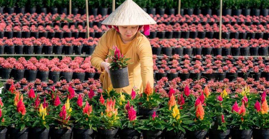 Mekong Delta Tour 2-Day (SaDec – Can Tho - My Tho - Ben Tre) - Sa Dec flower village, Huynh Thuy Le, and pagodas with strong local stories