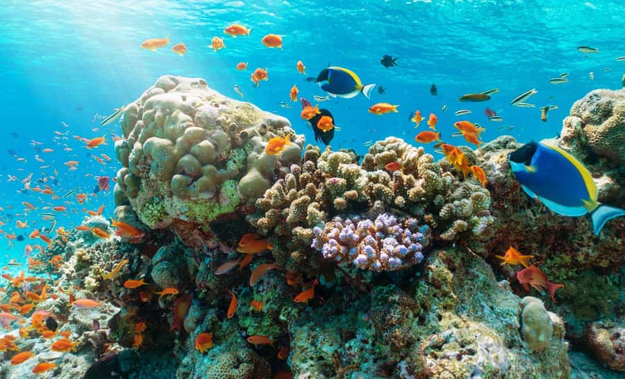 Nha Trang Half Day Snorkeling Trip - From Vinh Truong harbor to Mun Island: your first coral reef session