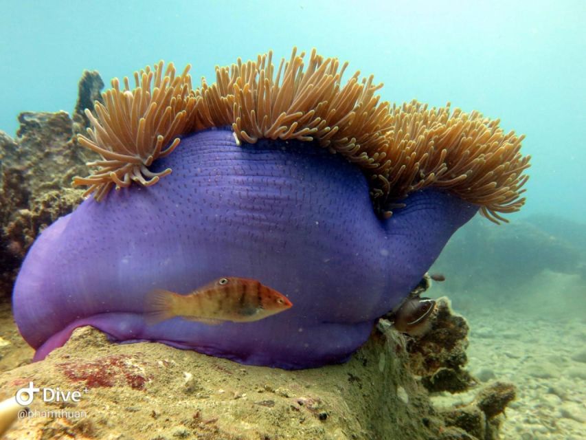 Nha Trang: Scuba Diving Experience for Non-Certified Divers - Snorkeling after scuba: a low-stress way to extend the day
